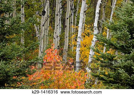 Stock Photograph - Birch trees and early fall/autumn colour Sudbury Ontario. Fotosearch