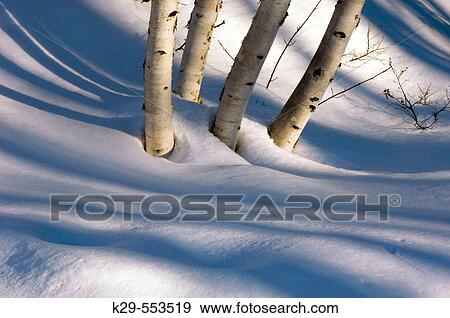 Birch trees and shadows. Ontario, Canada View Large Photo Image Stock Photo - Birch trees and shadows. Ontario, Canada. Fotosearch