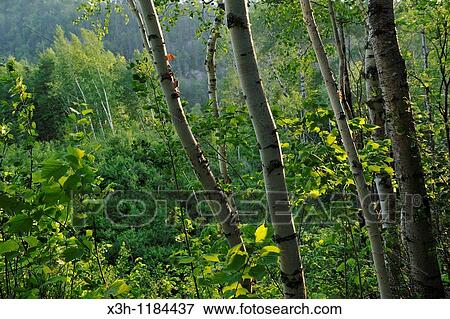 birch trees, around Tadoussac, Province of Quebec, Canada, North America View Large Photo Image Stock Photo - birch trees, around Tadoussac, Province of Quebec, Canada, North America. Fotosearch