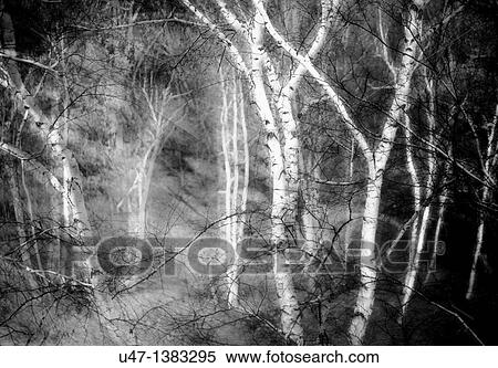 Birch trees in the fall. The image is sandwiched causing the ghostly effect View Large Photo Image Stock Photography - Birch trees in the fall. The image is sandwiched causing the ghostly effect. Fotosearch