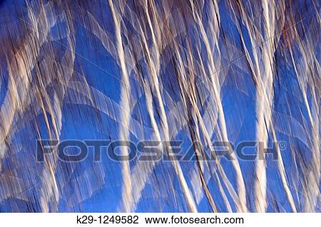 Birch trees View Large Photo Image Stock Image - Birch trees. Fotosearch