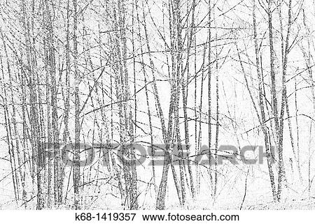 Stock Photo - Birch trees. Fotosearch