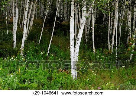 Stock Image - Birch woodlot. Fotosearch