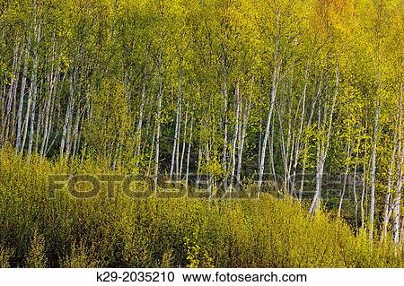 Birch woodlot with alder, Greater Sudbury, Ontario, Canada. View Large Photo Image Stock Image - Birch woodlot with alder, Greater Sudbury, Ontario, Canada.. Fotosearch