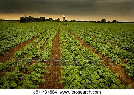 Bircham Mill & Potato field North Norfolk June View Large Photo Image Picture - Bircham Mill & Potato field North Norfolk June. Fotosearch
