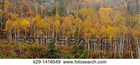 Stock Photo - Birches and aspens on a hillside in late autumn, overlooking Junction Creek Sudbury ONtario. Fotosearch