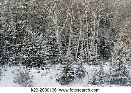 Birches and spruces with a dusting of snow in late autumn, Greater Sudbury (Lively), Ontario, Canada. View Large Photo Image Stock Photograph - Birches and spruces with a dusting of snow in late autumn, Greater Sudbury (Lively), Ontario, Canada.. Fotosearch