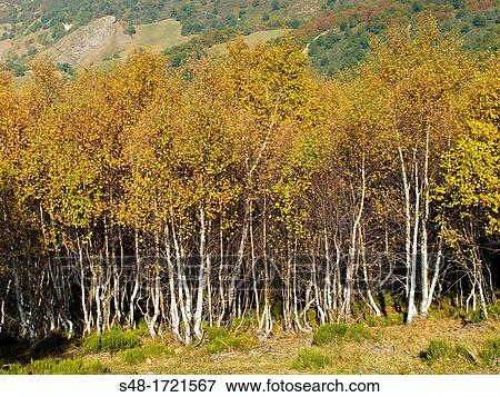 Birches in the Alto de Riofrio. Cantabria. Spain. Europe. View Large Photo Image Stock Photo - Birches in the Alto de Riofrio. Cantabria. Spain. Europe.. Fotosearch