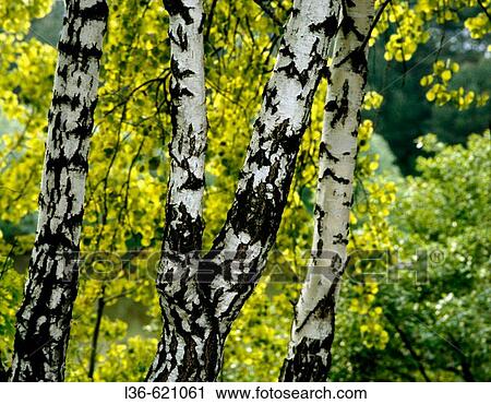 Birches View Large Photo Image Stock Image - Birches. Fotosearch