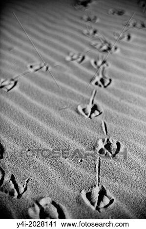 Bird footprints in the sand. Pyla sur mer. Gironde. Aquitaine. France. Europe. View Large Photo Image Stock Image - Bird footprints in the sand. Pyla sur mer. Gironde. Aquitaine. France. Europe.. Fotosearch