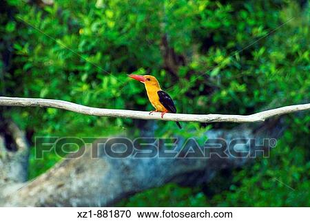 Bird, Ganges Delta, Sundarbans, Bangladesh View Large Photo Image Stock Image - Bird, Ganges Delta, Sundarbans, Bangladesh. Fotosearch