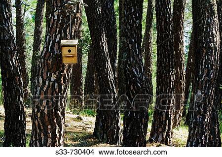Bird houses in Cerro Santo pinewoods. Sierra de Guadarrama. Madrid province. Spain View Large Photo Image Picture - Bird houses in Cerro Santo pinewoods. Sierra de Guadarrama. Madrid province. Spain. Fotosearch