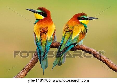 Bird Merops apiaster View Large Photo Image Stock Photography - Bird Merops apiaster. Fotosearch