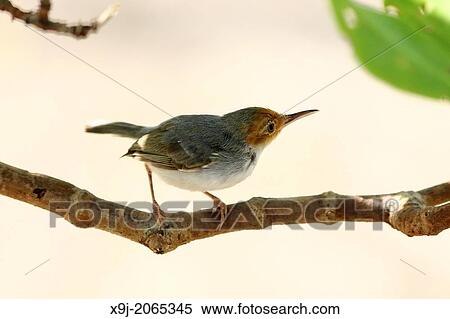 Bird of Borneo, Ashy Tailor Bird, Orthotomus ruficeps View Large Photo Image Stock Photography - Bird of Borneo, Ashy Tailor Bird, Orthotomus ruficeps. Fotosearch
