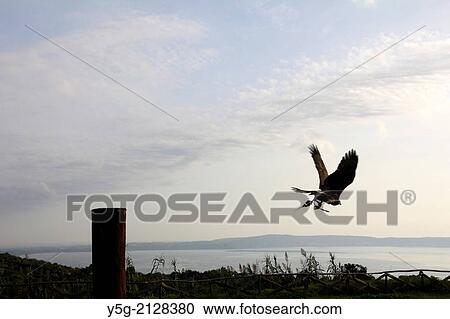 bird of prey sanctuary in italy View Large Photo Image Stock Image - bird of prey sanctuary in italy. Fotosearch