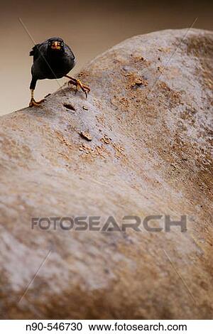 Bird on Rhino View Large Photo Image Stock Image - Bird on Rhino. Fotosearch