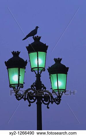 Bird on top of city lamp post at dusk View Large Photo Image Stock Image - Bird on top of city lamp post at dusk. Fotosearch