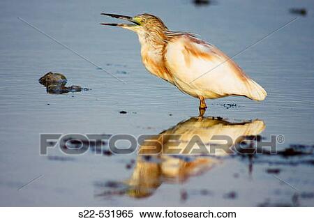 Bird on wetland. Squacco Heron (Ardeola ralloides). View Large Photo Image Stock Photography - Bird on wetland. Squacco Heron (Ardeola ralloides).. Fotosearch