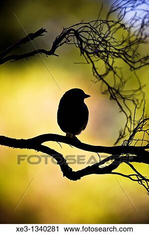 Stock Image - Bird perched on a branch. Fotosearch