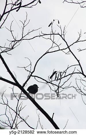 bird perched on tree branch View Large Photo Image Stock Image - bird perched on tree branch. Fotosearch