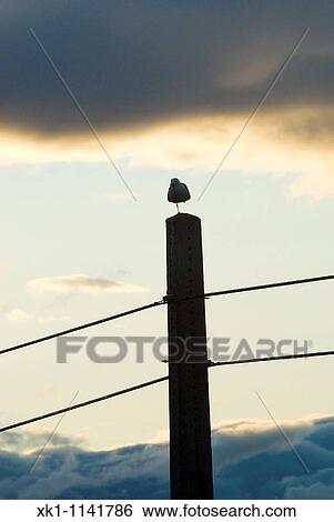 Stock Photograph - Bird resting on an electric pole, Santa Pola, Alicante, Spain. Fotosearch