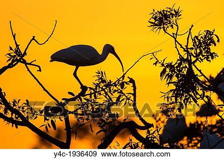 Bird silhouetted aganist orange sky at sunset at the Audubon Society Bird Rookery in Venice Florida View Large Photo Image Stock Photo - Bird silhouetted aganist orange sky at sunset at the Audubon Society Bird Rookery in Venice Florida. Fotosearch