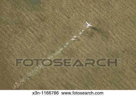 Stock Photograph - Bird skimming across the water. Fotosearch