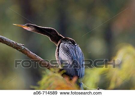 Bird View Large Photo Image Stock Photo - Bird. Fotosearch