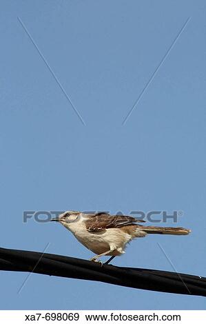 Bird View Large Photo Image Stock Photo - Bird. Fotosearch