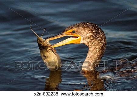 BIRD WITH FISH IN HIS MOUTH View Large Photo Image Stock Photo - BIRD WITH FISH IN HIS MOUTH. Fotosearch