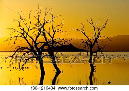 Birds and barren trees at sunset at the Salton Sea, Imperial Valley, California View Large Photo Image Picture - Birds and barren trees at sunset at the Salton Sea, Imperial Valley, California. Fotosearch