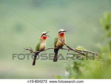 Stock Image - Birds, Arusha National Park, Tanzania. Fotosearch