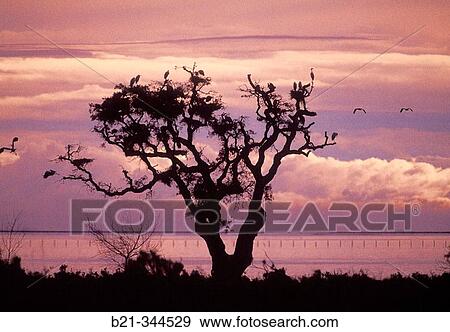 Birds at Doana National Park. Huelva province, Spain View Large Photo Image Stock Photo - Birds at Doana National Park. Huelva province, Spain. Fotosearch