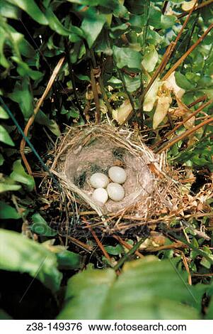 Bird's eggs in nest View Large Photo Image Stock Photograph - Bird's eggs in nest. Fotosearch