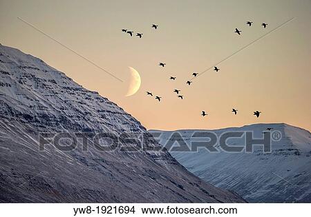 Birds flying with moonlight, Akureyri, Iceland View Large Photo Image Picture - Birds flying with moonlight, Akureyri, Iceland. Fotosearch