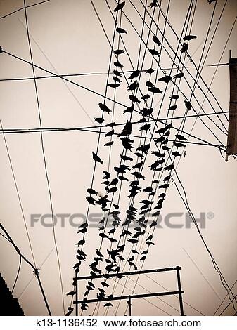 Birds in a cable India View Large Photo Image Stock Image - Birds in a cable India. Fotosearch