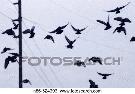 Stock Image - Birds in flight. Fotosearch