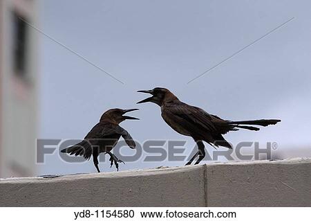 Birds, Miami, Florida, USA View Large Photo Image Stock Image - Birds, Miami, Florida, USA. Fotosearch