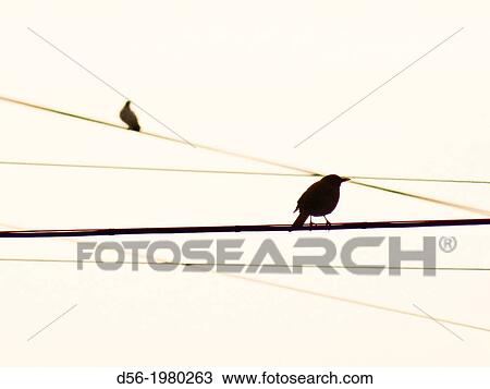 Birds on a wire View Large Photo Image Stock Image - Birds on a wire. Fotosearch