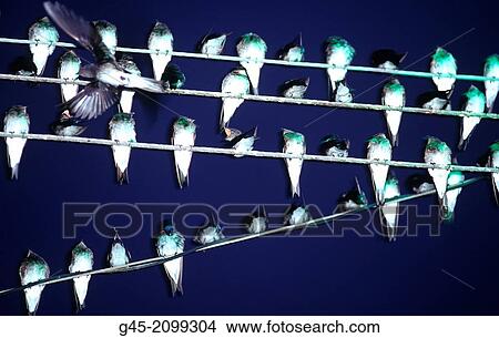 Birds on power line, Ecuador. View Large Photo Image Picture - Birds on power line, Ecuador.. Fotosearch
