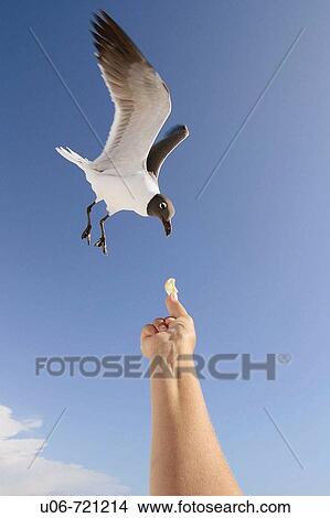 Picture - Birds. Fotosearch