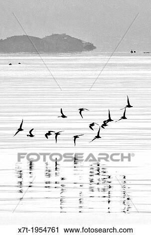 Birds skimming the water in Nafplio bay, Peloponnese, Greece,. View Large Photo Image Stock Image - Birds skimming the water in Nafplio bay, Peloponnese, Greece,.. Fotosearch