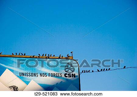 Stock Image - Birds. Fotosearch