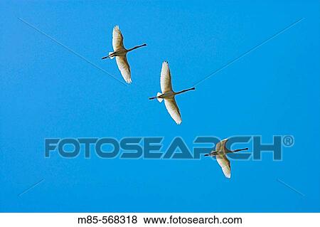 Birds View Large Photo Image Stock Photo - Birds. Fotosearch
