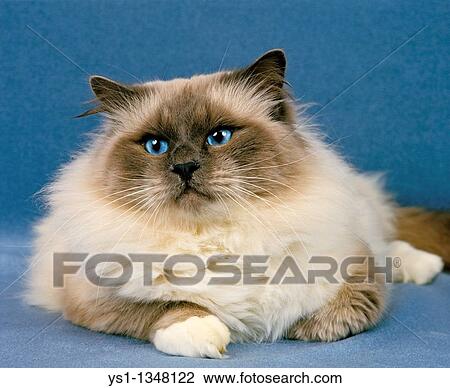 BIRMANESE DOMESTIC CAT, ADULT RESTING View Large Photo Image Stock Image - BIRMANESE DOMESTIC CAT, ADULT RESTING. Fotosearch
