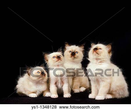BIRMANESE DOMESTIC CAT, KITTENS SITTING View Large Photo Image Stock Photo - BIRMANESE DOMESTIC CAT, KITTENS SITTING. Fotosearch