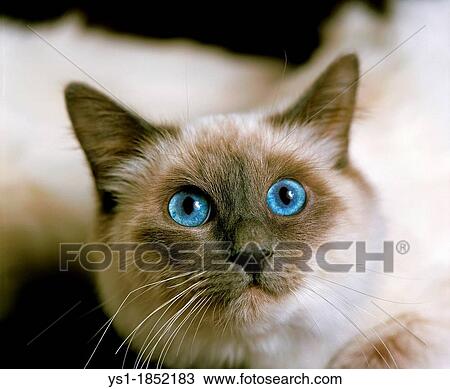Birmanese Domestic Cat, Portrait of Adult with Blue Eyes View Large Photo Image Stock Image - Birmanese Domestic Cat, Portrait of Adult with Blue Eyes. Fotosearch