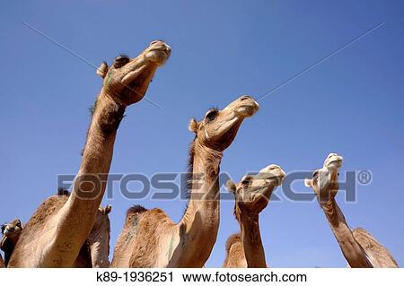 Stock Image - Birqash camel market. Cairo. Egypt.. Fotosearch
