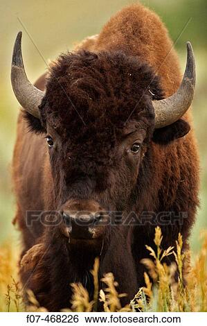 Bison (Bison bison) - Wyoming - Male. Commonly called buffalo - Males weigh up to 2000 pounds-heaviest land mammal in North America-Nearly went extinct by 1894 due to hunting prompting Congress to pass the National Park Protective Act View Large Photo Image Stock Photograph - Bison (Bison bison) - Wyoming - Male. Commonly called buffalo - Males weigh up to 2000 pounds-heaviest land mammal in North America-Nearly went extinct by 1894 due to hunting prompting Congress to pass the National Park Protective Act. Fotosearch