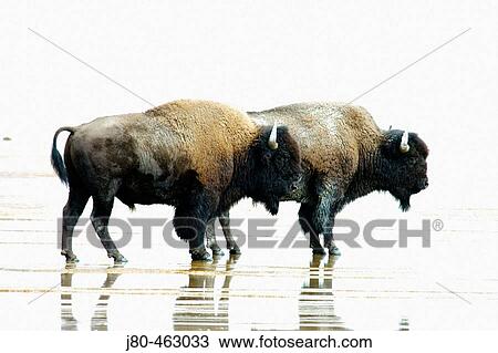 Stock Image - Bison (Bison bison), Yellowstone NP. Wyoming, USA. Fotosearch